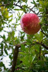 Pomegranate