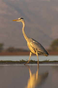 Grey heron (Ardea cinerea), Zimanga private game reserve, KwaZulu-Natal