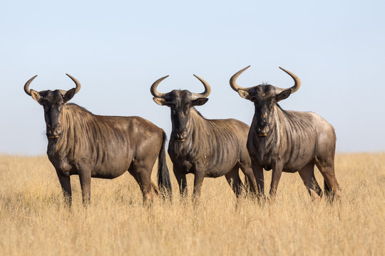 Common (blue) wildebeest (gnu) (Connochaetes taurinus), Mokala National Park