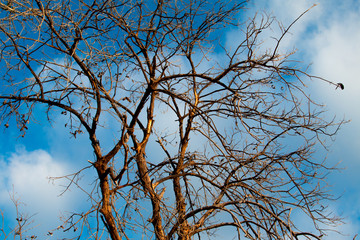 Branches sky background