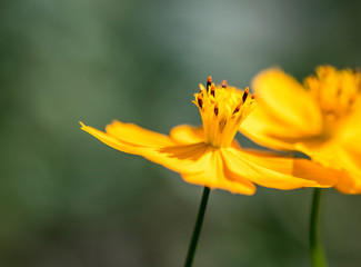 Beautiful two yellow cosmos flower, one against another, with out of focus background

