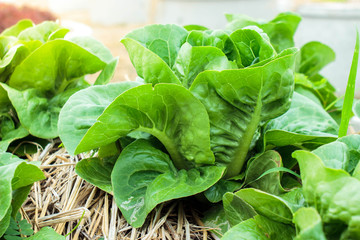 Organic Lettuce on the hay in garden.