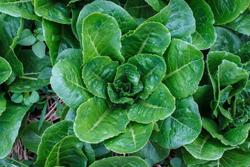 Fototapeta na wymiar Organic Lettuce on the hay in garden.