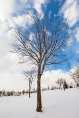 雪の中の一本木立