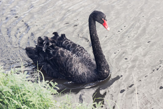 Black Swan (Cygnus atratus) swimming in pond
