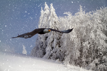 Seeadler im Anflug bei winterlichem Schneefall