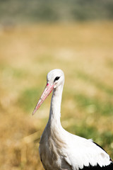  white stork (Ciconia ciconia)