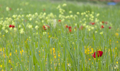 Landscape poppies