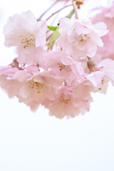 Fototapeta premium 八重桜