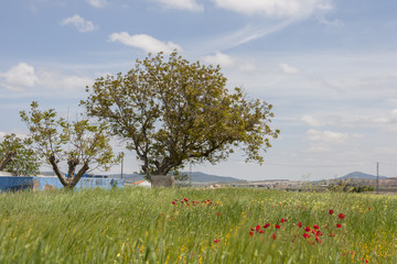 Landscape poppies tree