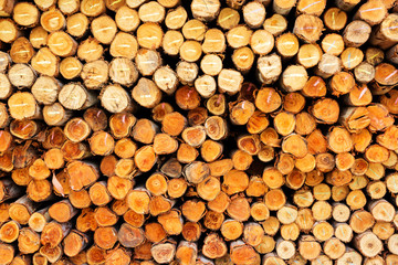 Eucalyptus trees for foundation pile