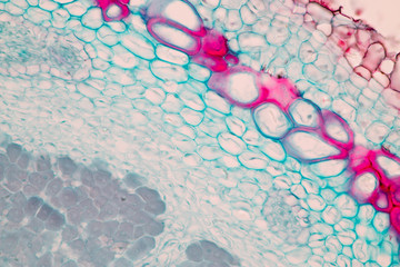 Mycorrhiza and Nitrifying bacteria on the slide under microscope view.