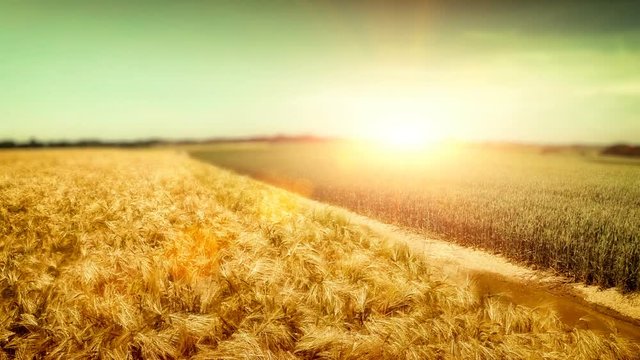 Flying over golden wheat field at sunny day. Aerial view