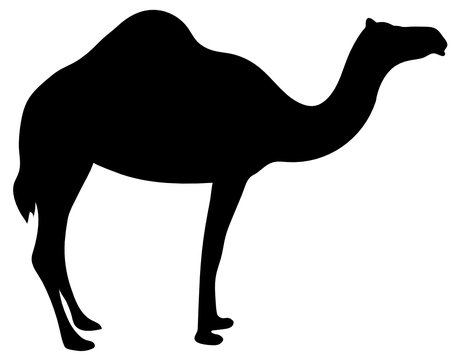 Kamel
