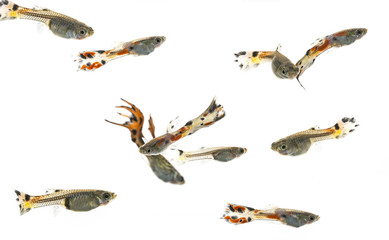 Guppy, Barbados Millions, Million fish - (Poecilia reticulata)