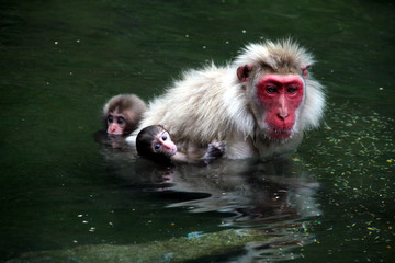 夏の日本猿