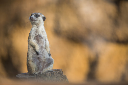 Watchful meerkat standing guard © lightpoet