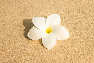 Fototapeta na wymiar White Plumeria (frangipani) flower on sunny beach sand. Tropical relaxing vacation and spa background. Soft focus.