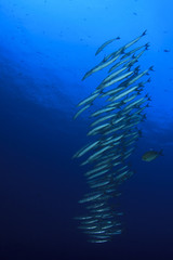 Fototapeta na wymiar Underwater fish school barracuda
