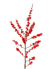 Ilex verticillata or winterberry