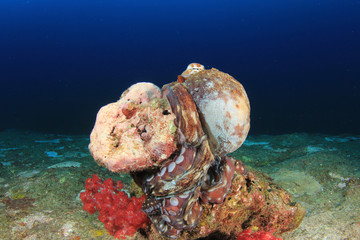 Octopus on underwater coral reef