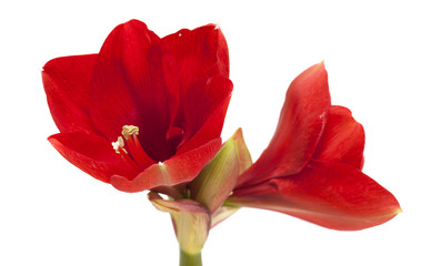red Amaryllis or Hippeastrum