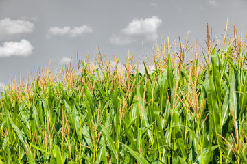 view of a corn field in summer wiht grey sky