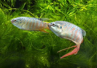 Macropodus opercularis - Paradise fish, Forktail fightingfish - aquarium fish