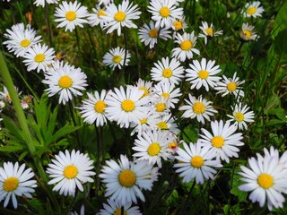 Fototapeta premium Gänseblümchen auf der Wiese