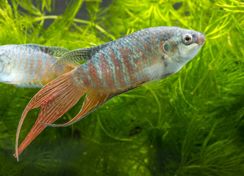 Macropodus opercularis - Paradise fish, Forktail fightingfish - aquarium fish