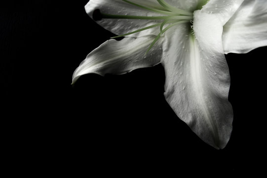 Fototapeta White lily on a black background