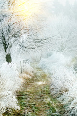 Frozen winter forest path
