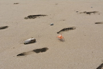 cangrejo en playa