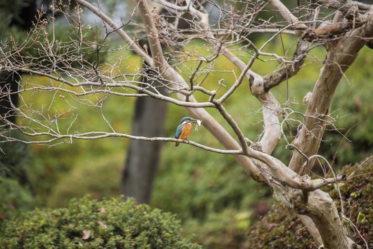 Common Kingfisher (Alcedo atthis)