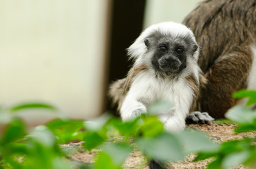 Fototapeta premium Cotton-Top Tamarin baby
