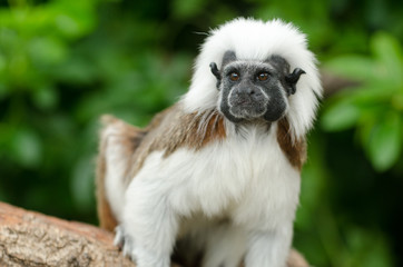 Cotton-Top Tamarin 2