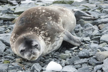young Weddell seal resting on the rocks of a small Antarctic isl