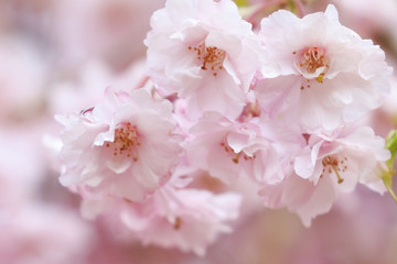八重桜
