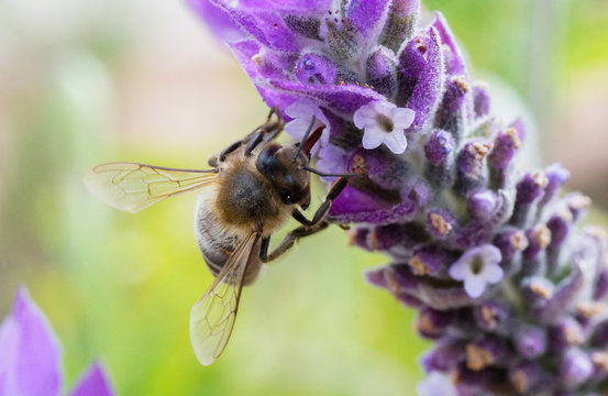 Abeille