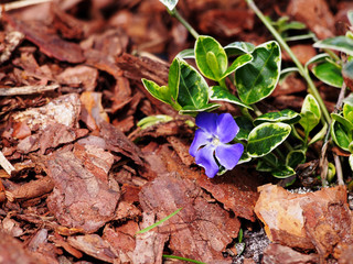 Vinca minor 'Ralph Schubert' - lesser periwinkle, dwarf periwinkle  