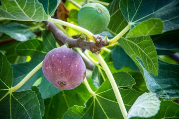 Dripping ripe fig on the tree, soft focus