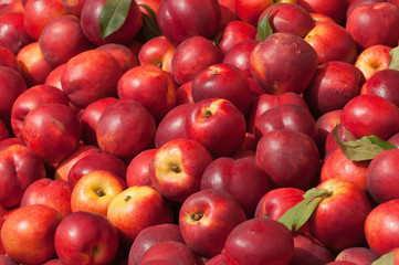 Fresh nectarines