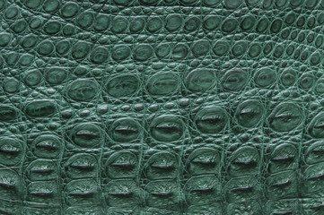 Green crocodile leather texture.
