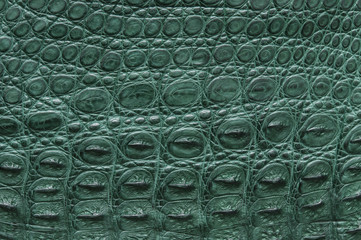 Green crocodile leather texture. © gangster9686