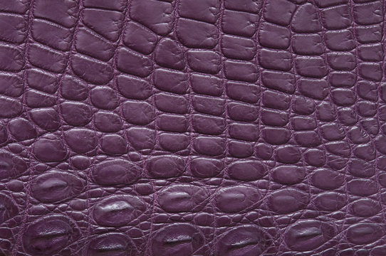 Purple crocodile leather texture.