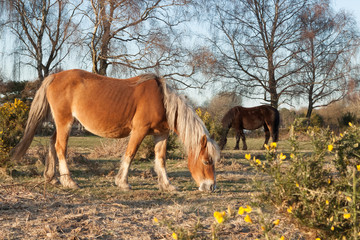 Wild horses graze in the New Forest region of England