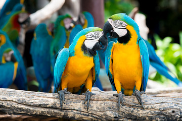 Naklejka premium A pair of blue-and-yellow macaws perching at wood branch in jungle