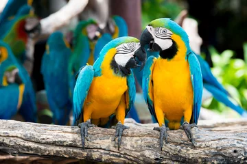Foto op Canvas A pair of blue-and-yellow macaws perching at wood branch in jungle © ake1150