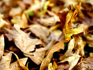 Autumn Leaves 