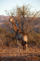 Obraz premium Жираф в рост. Крюгер. Южная африка. 